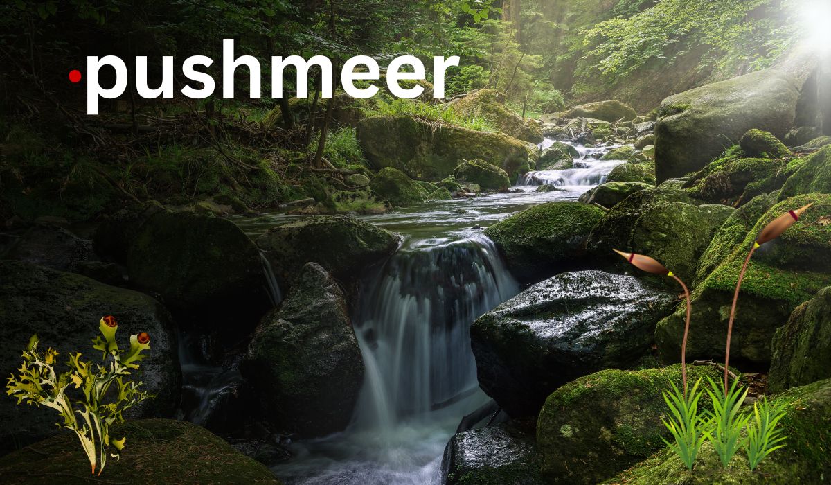 pushmeer