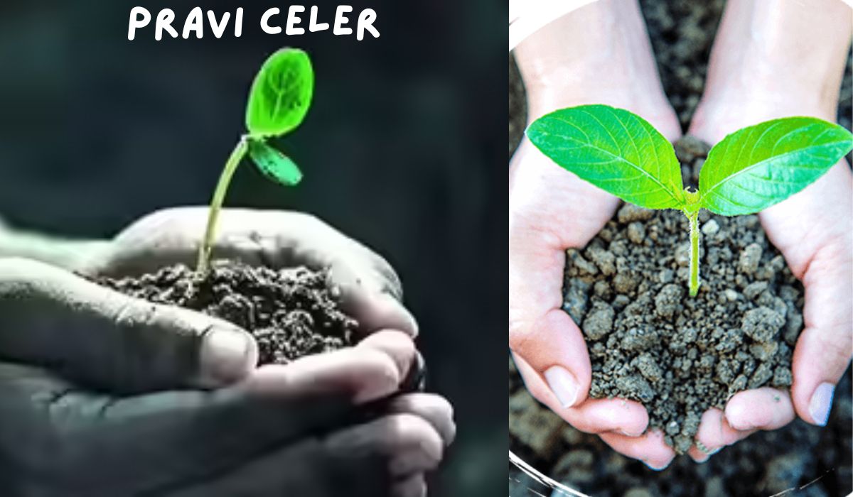 pravi celer