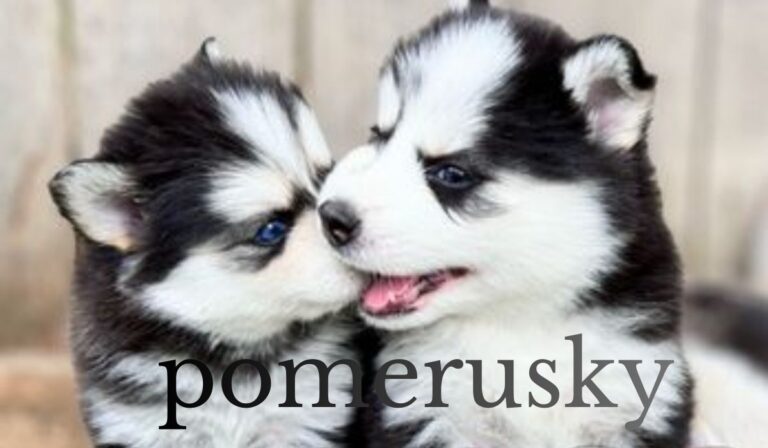 Pomerusky Health Issues, Grooming, and Daily Care Tips pomerusky