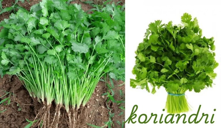 koriandri