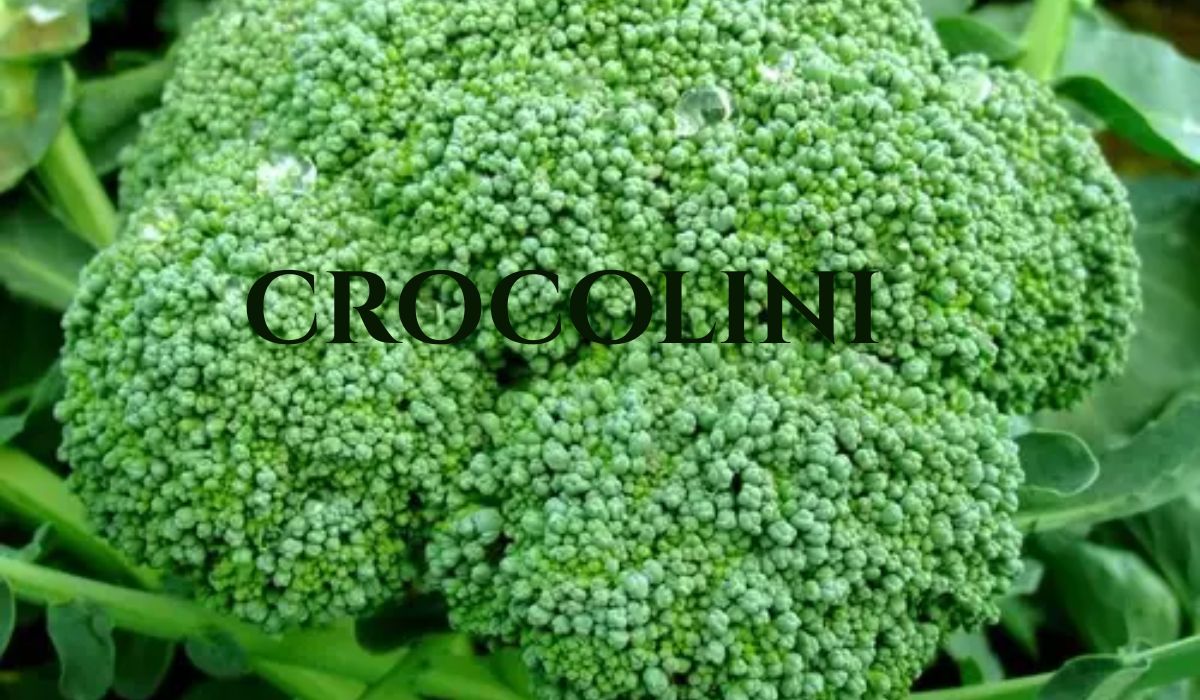 crocolini
