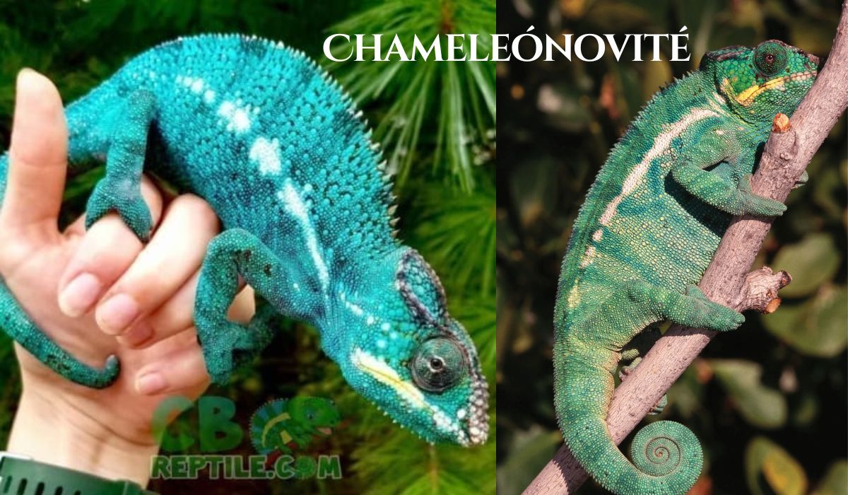 chameleonovite