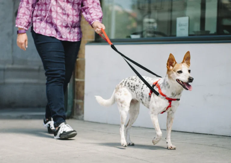 Mastering the Walk: Why a No Pull Dog Leash Changes Everything No Pull Dog Leash